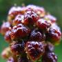 These may look like raisins but they are actually the seeds of our native Ceanothus Bush (Ceanothus thyrsiflorus).